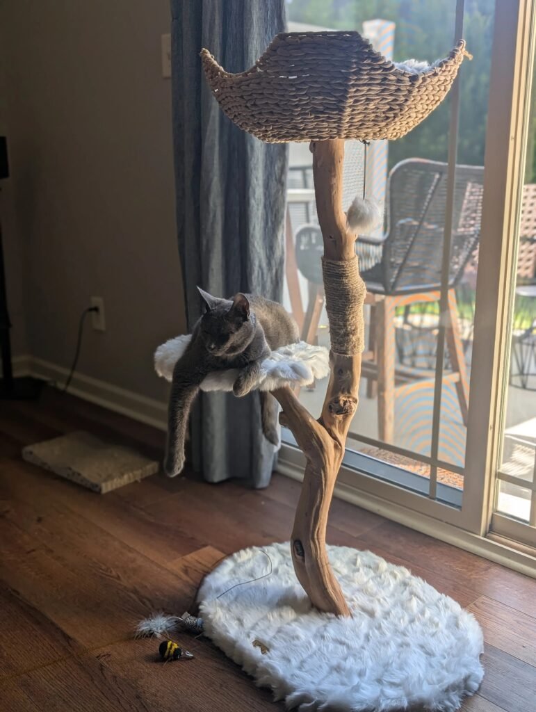 Carrie Bradshaw’s Cat Tree: A Stylish Investment for Your Feline