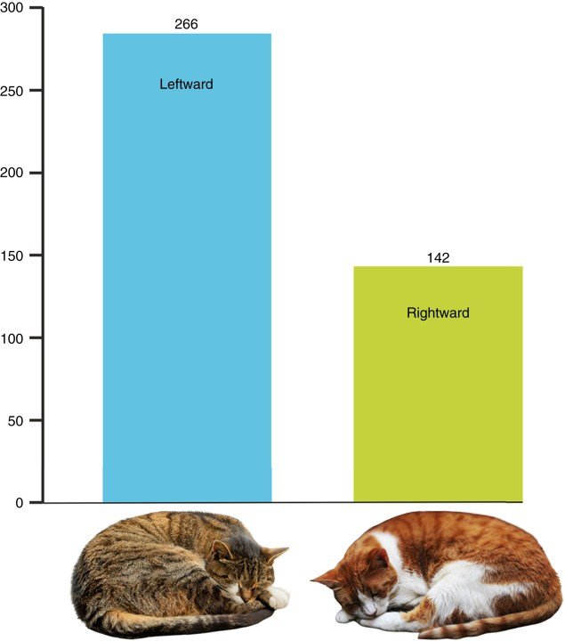 Caturday Quadrifecta Overview: A Deep Dive into the World of Feline Fascination