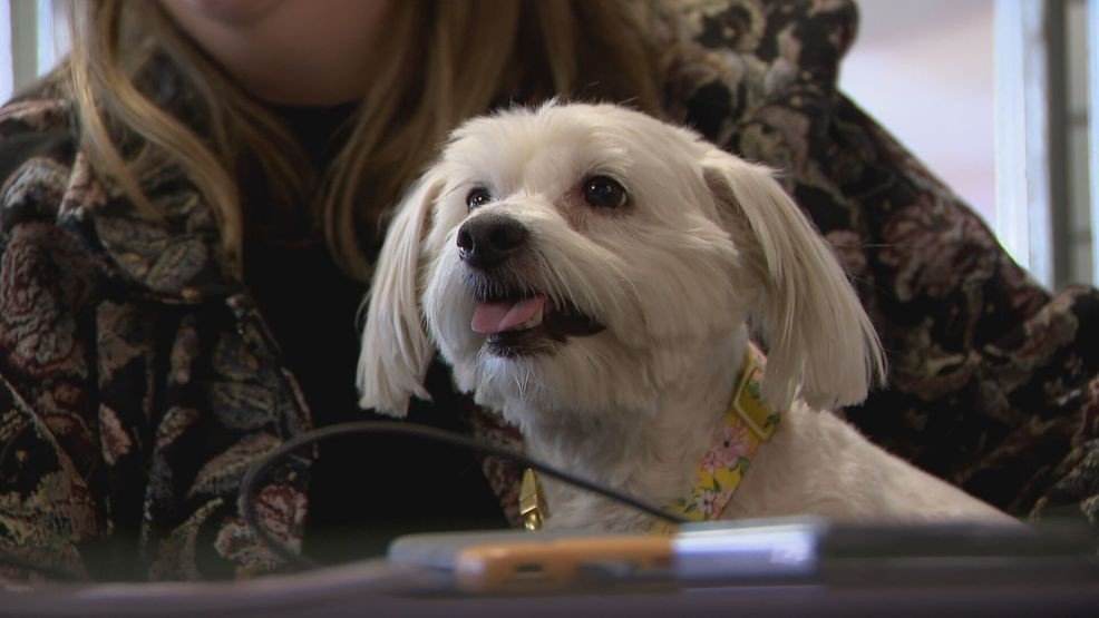 Clark County Mandates Pet Microchipping to Improve Animal Welfare Clark County Mandates Pet Microchipping to Improve Animal Welfare