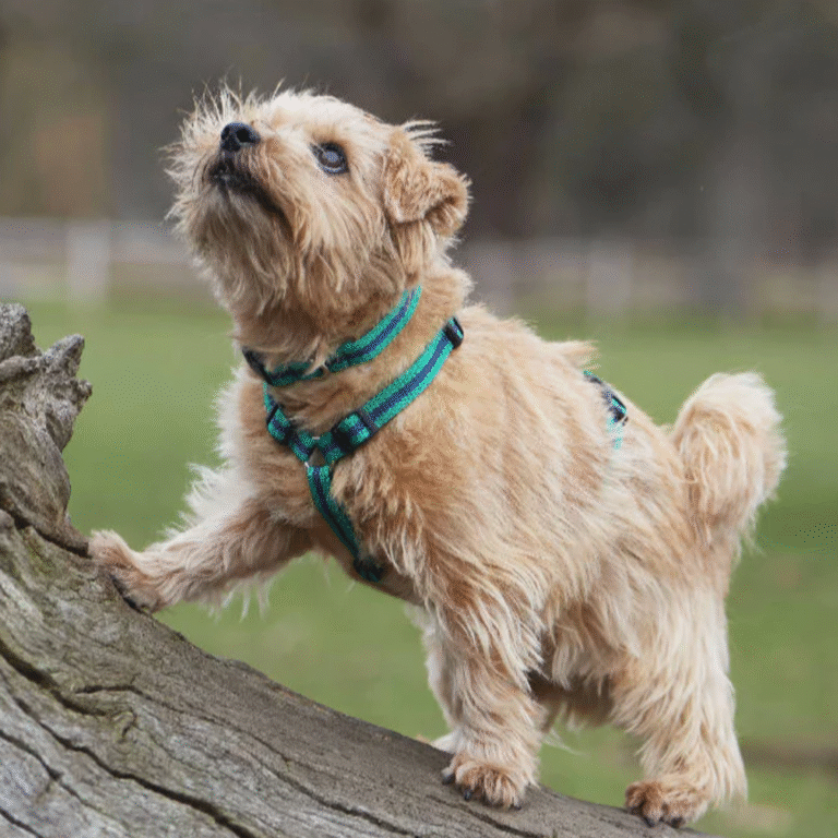 common-puppy-training-mistakes-to-avoid-1