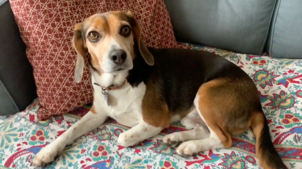 Dog Expert Offers Training Tips for National Foster a Pet Month