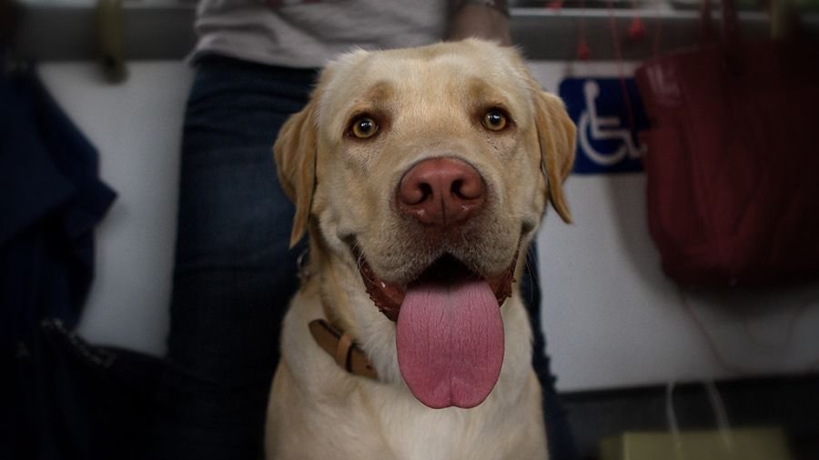 Dog Owners Celebrate New Sound Transit Policy Allowing Leashed Dogs