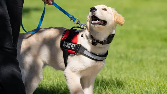 Dog Training Elite Northeast Houston Supports PTSD Recovery with Service Dogs