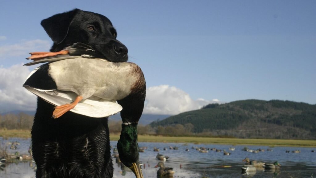 Dog Training Licensing Board Faces Opposition in New Jersey Legislation
