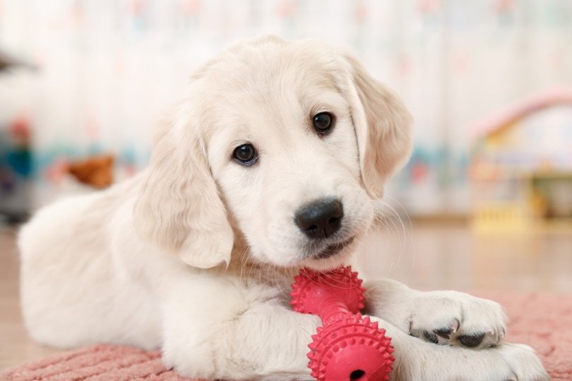 Dunbar Academy Essential Puppy Training Course Review: A Comprehensive Guide for New Pet Owners