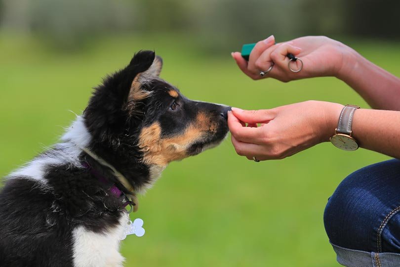 Dunbar Academy Essential Puppy Training Course Review: A Comprehensive Guide for New Pet Owners