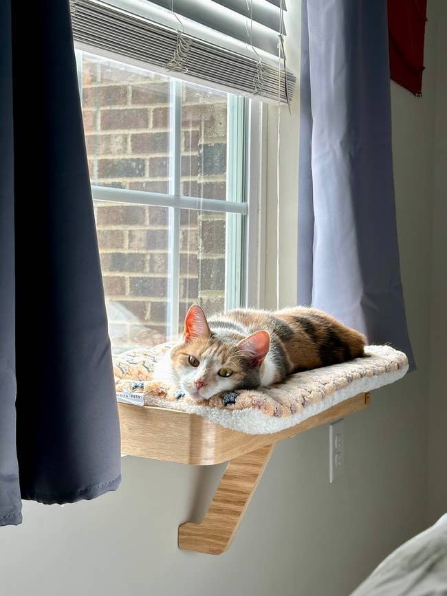 Essential Strategies for Managing a High-Energy Cat