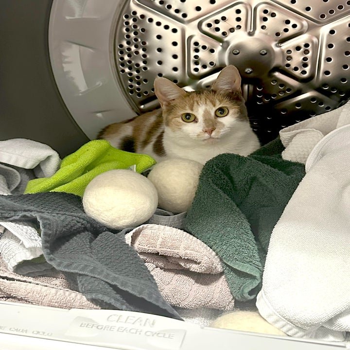 Essential Strategies for Managing a High-Energy Cat