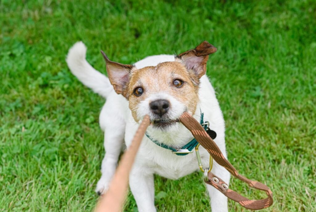 Ethan Steinbergs Tips for Handling Dogs with Leash Issues