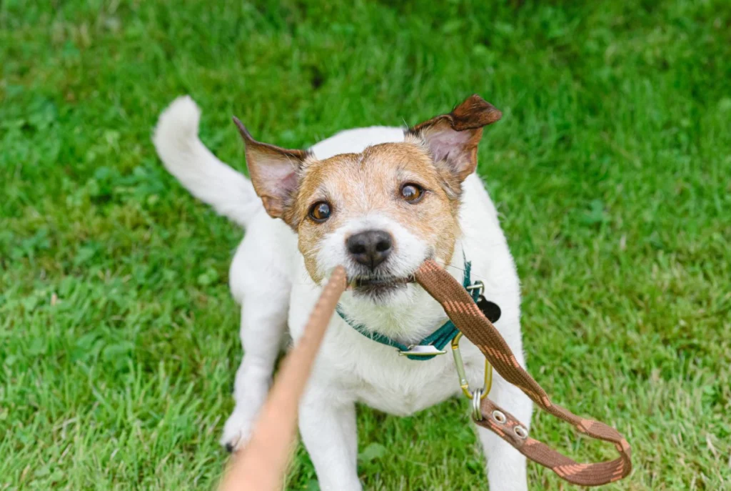 Ethan Steinbergs Tips for Handling Dogs with Leash Issues Ethan Steinbergs Tips for Handling Dogs with Leash Issues
