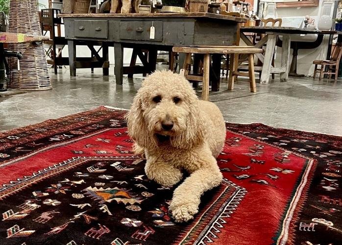 Exploring the Role of Shop Pets in Decaturs Local Businesses