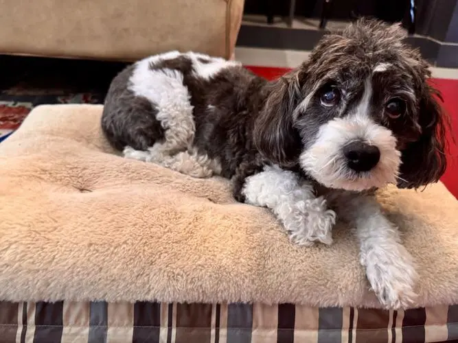 A poodle interacting with customers at a Decatur antique store