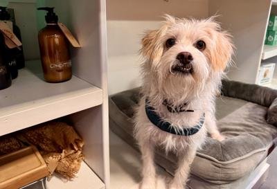 Exploring the Role of Shop Pets in Decaturs Local Businesses