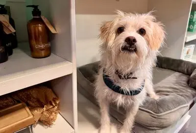 A terrier mix dog lounging in a store, representing the role of shop pets in Decatur's local businesses