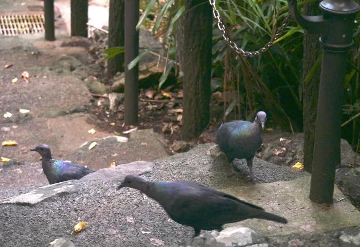 Feral Cats Removed from Japans Islands Spark Exceptional Wildlife Recovery