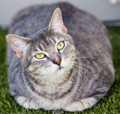 Fluffy Looking a Little Too Fluffy? How to Prevent Pet Weight Gain as Temps Rise