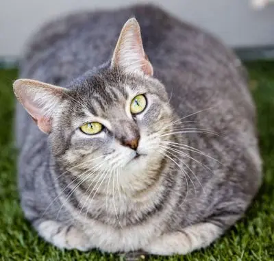 Fluffy Looking a Little Too Fluffy? How to Prevent Pet Weight Gain as Temps Rise Fluffy Looking a Little Too Fluffy? How to Prevent Pet Weight Gain as Temps Rise
