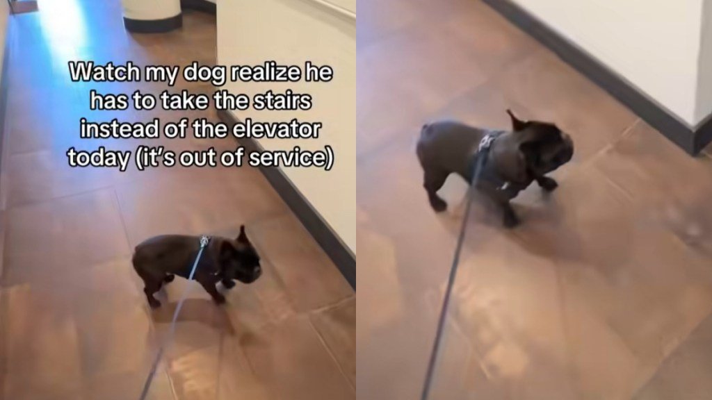 Frenchie’s Hilarious Reaction to Taking Stairs Instead of Elevator