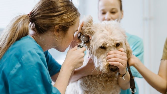 Frustrations of Dog Ownership: A Personal Reflection on Carl