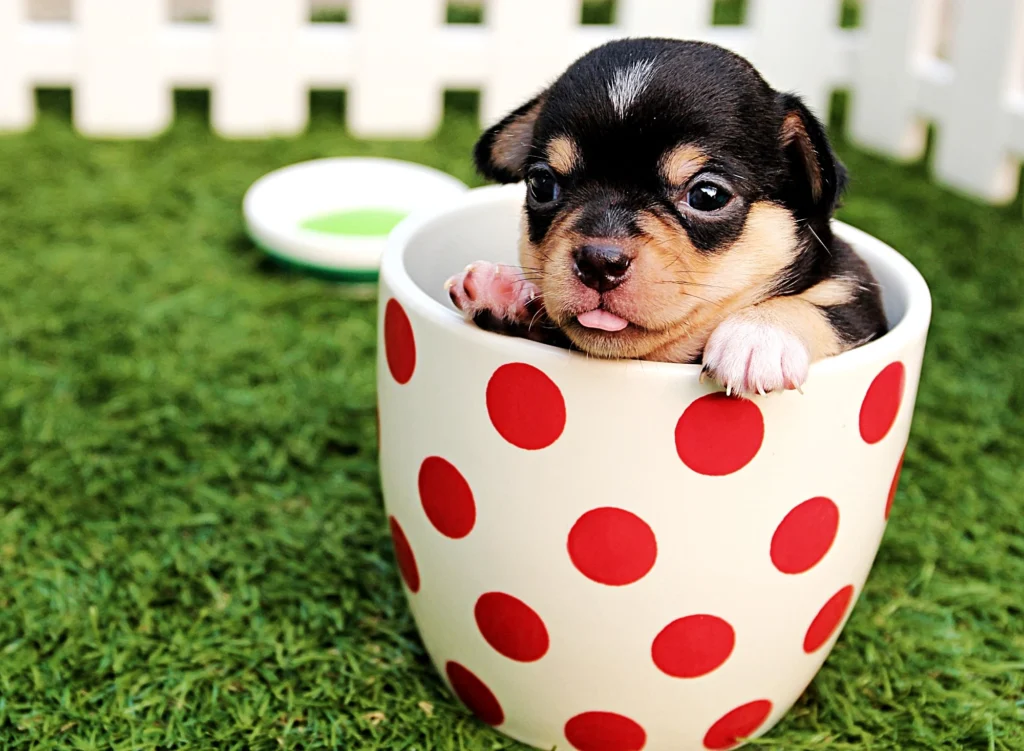 Golden Retriever Puppys First Playtime is a Heartwarming Experience Golden Retriever Puppys First Playtime is a Heartwarming Experience