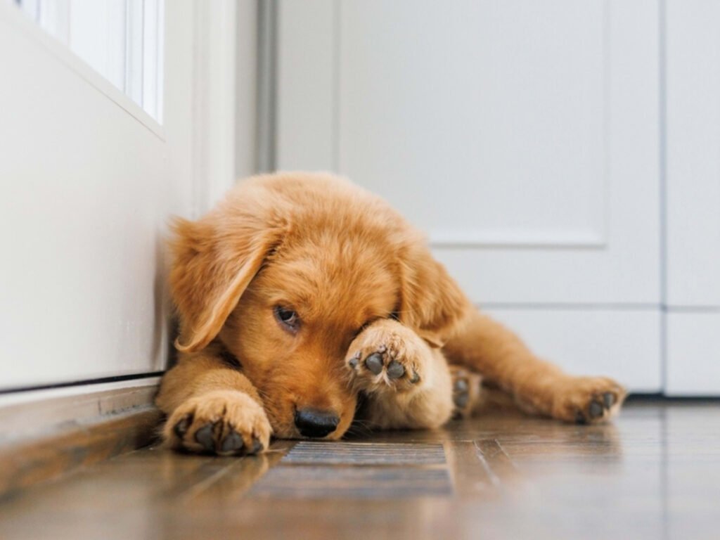 Golden Retriever Puppys First Playtime is a Heartwarming Experience