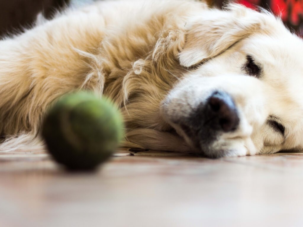 Golden Retrievers Less Than Enthusiastic Movie Audition Has Us Laughing