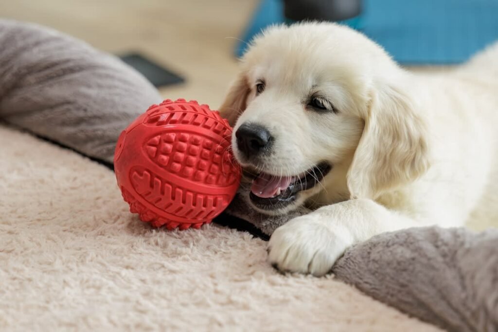 Golden Retrievers Less Than Enthusiastic Movie Audition Has Us Laughing
