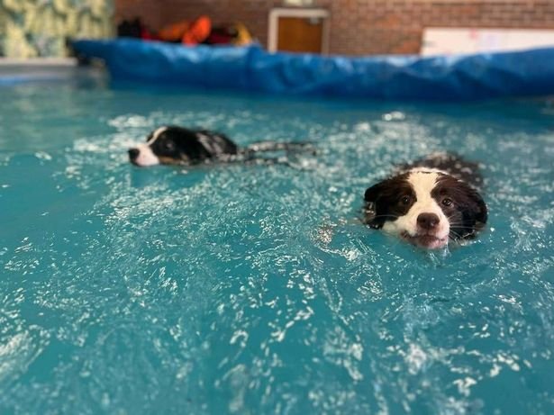 Happy Canines Best Dog Adventures: A New Indoor Swimming Pool for Dogs Opens in Kirmington