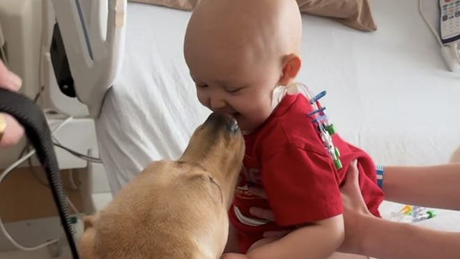 Heartwarming Video Highlights Bond Between 1-Year-Old Cancer Patient and Therapy Dog