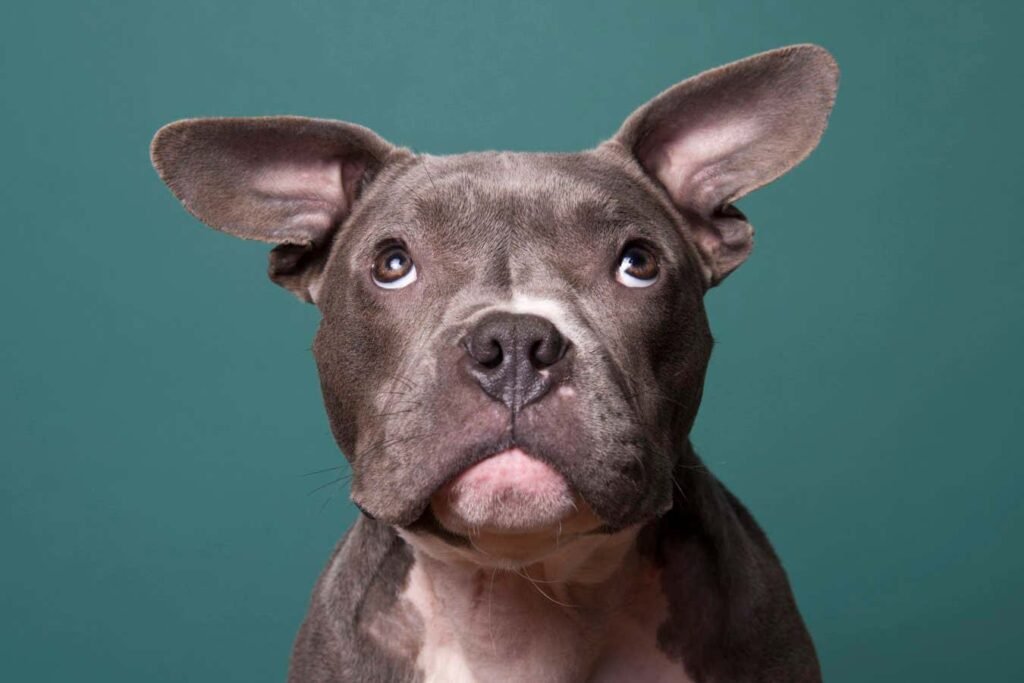 How a Unique Puppy Kindergarten Lab Puts the Science into Dog Training