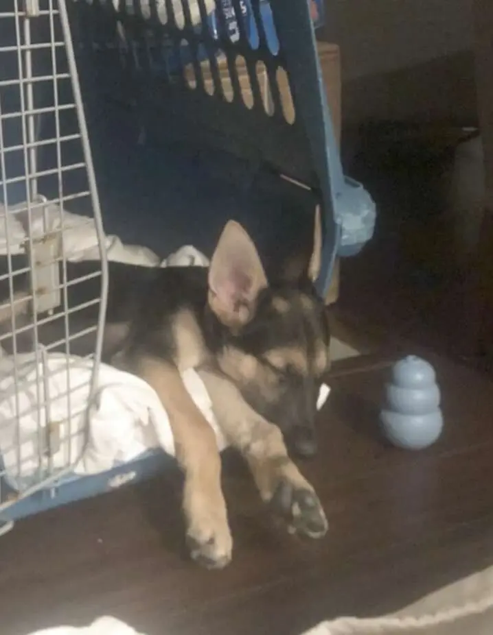 How An Architect Designed The Perfect Small Apartment For His Big Dog How An Architect Designed The Perfect Small Apartment For His Big Dog