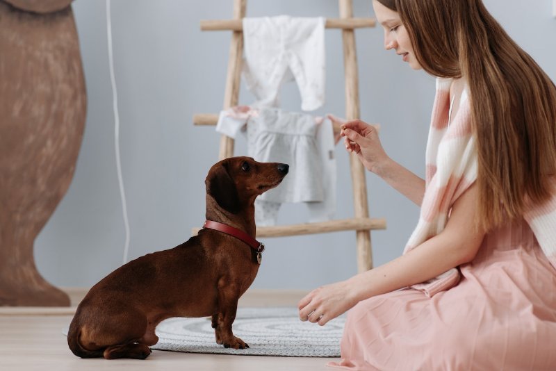 How to Start a Dog Training Business: Tips for Success