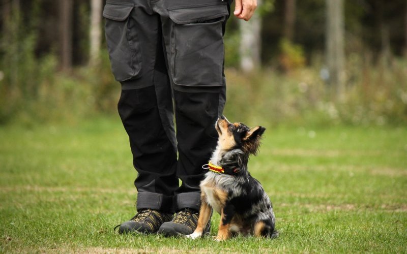 How to Start a Dog Training Business: Tips for Success