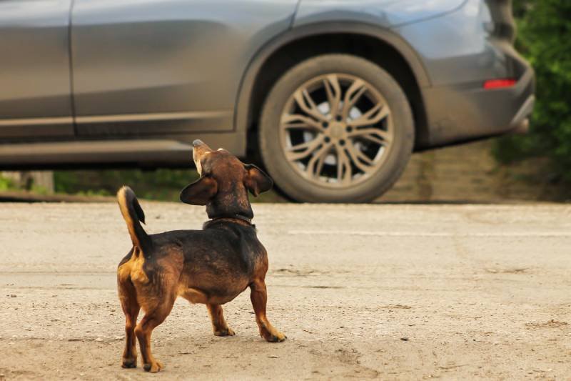 How to Stop Your Dog from Barking at Cars: Key Tips for a Peaceful Walk