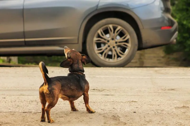 How to Stop Your Dog from Barking at Cars: Key Tips for a Peaceful Walk How to Stop Your Dog from Barking at Cars: Key Tips for a Peaceful Walk