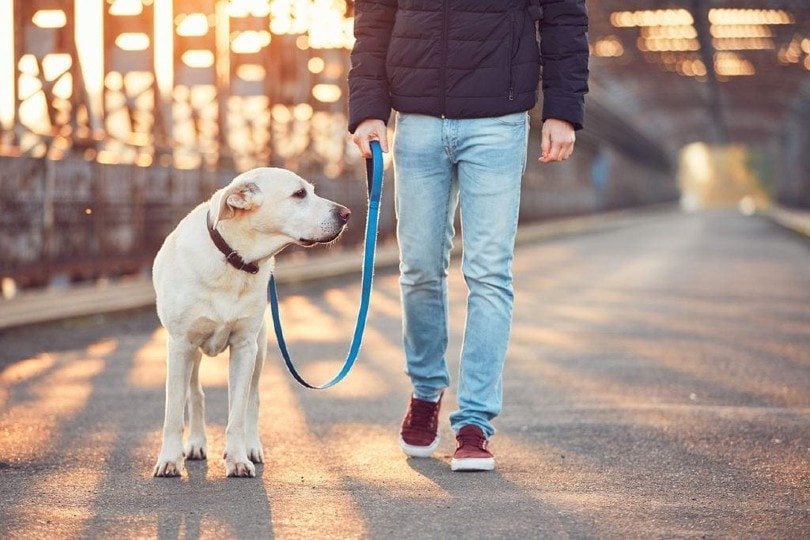 How to Stop Your Dog from Barking at Cars: Key Tips for a Peaceful Walk