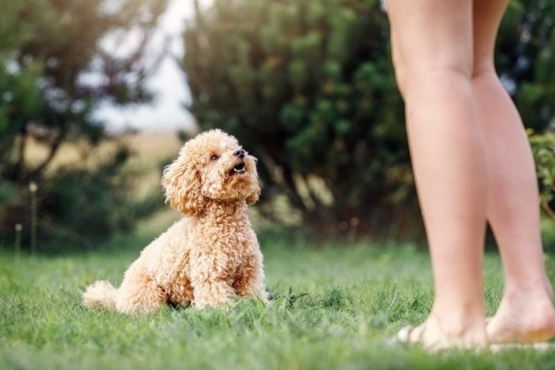 How to Stop Your Dog from Barking at Cars: Key Tips for a Peaceful Walk