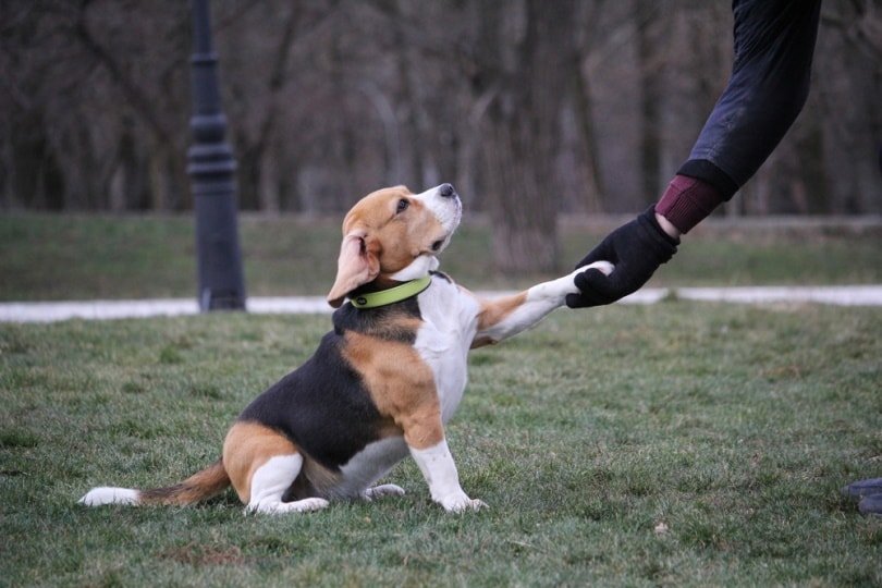How to Train a Beagle: Consistency is Key for Success