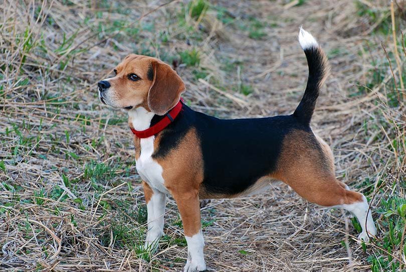 How to Train a Beagle: Consistency is Key for Success