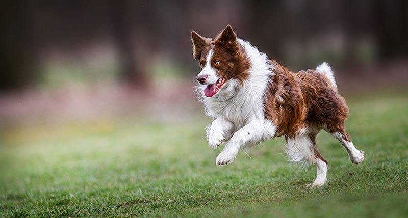 How to Train a Border Collie: Essential Tips for Success