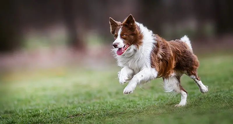 How to Train a Border Collie: Essential Tips for Success How to Train a Border Collie: Essential Tips for Success