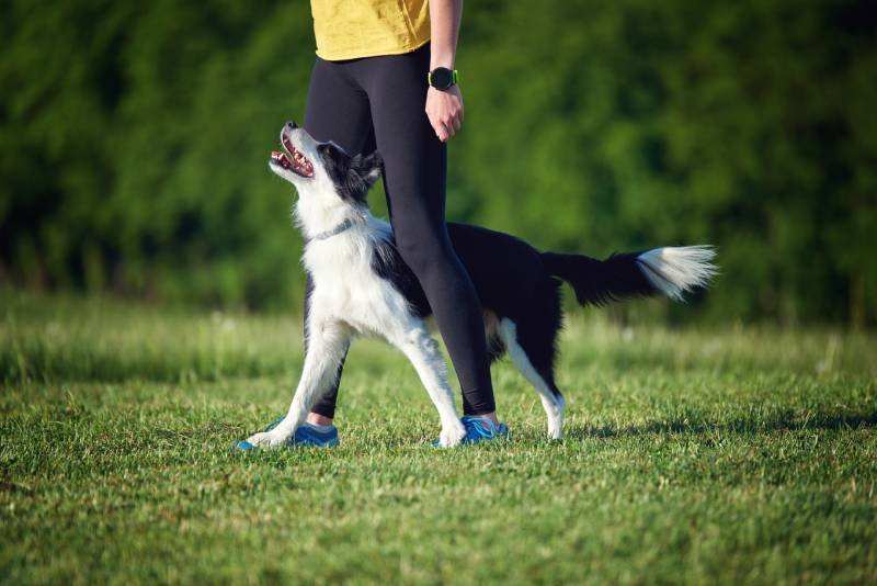 How to Train a Border Collie: Essential Tips for Success