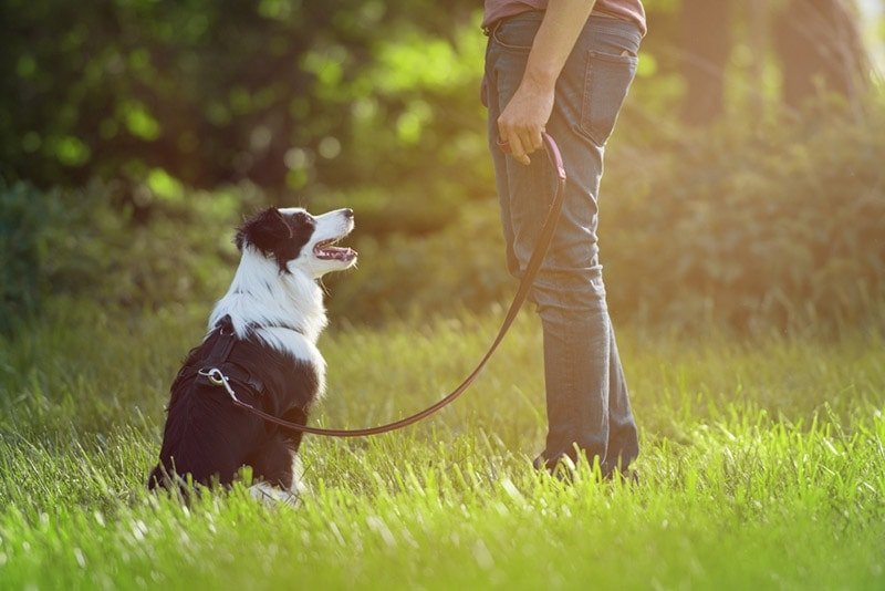 How to Train a Border Collie: Essential Tips for Success