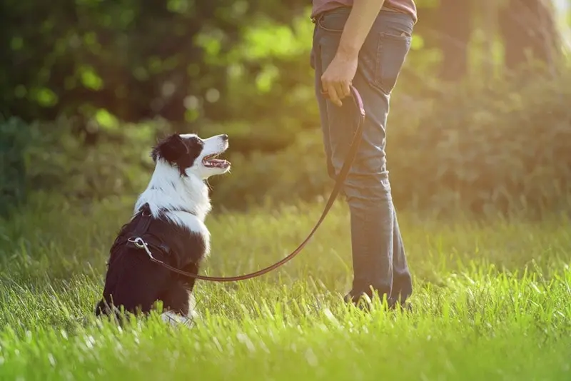 How to Train a Border Collie: Essential Tips for Success How to Train a Border Collie: Essential Tips for Success