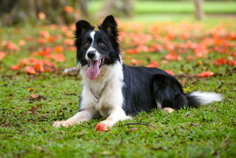 How to Train a Border Collie: Essential Tips for Success