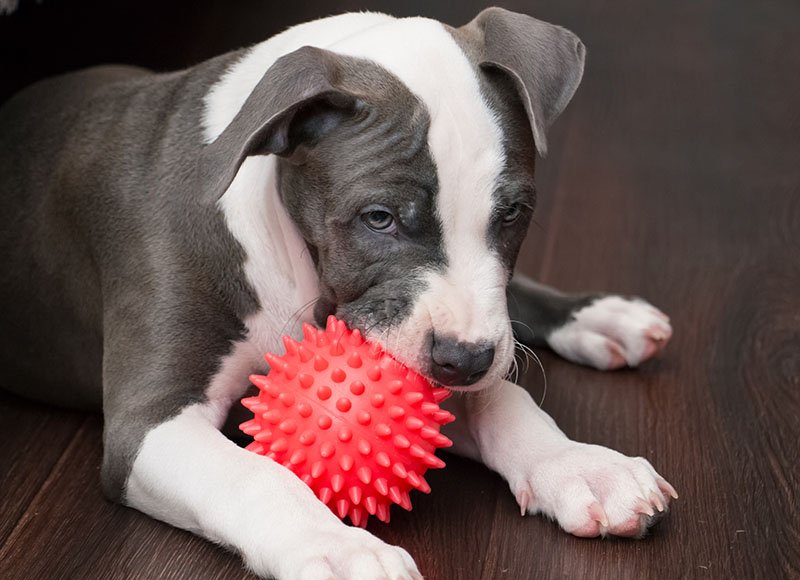 How To Train a Pitbull Puppy Not to Bite: Essential Tips for Success