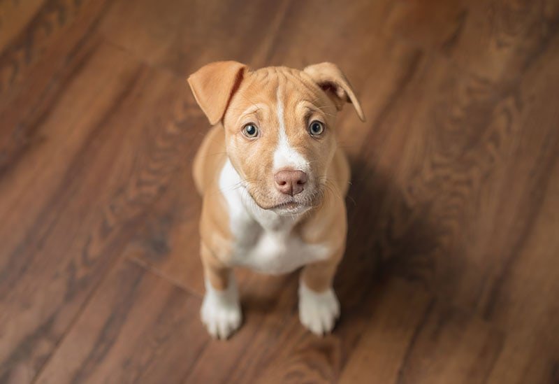 How To Train a Pitbull Puppy Not to Bite: Essential Tips for Success