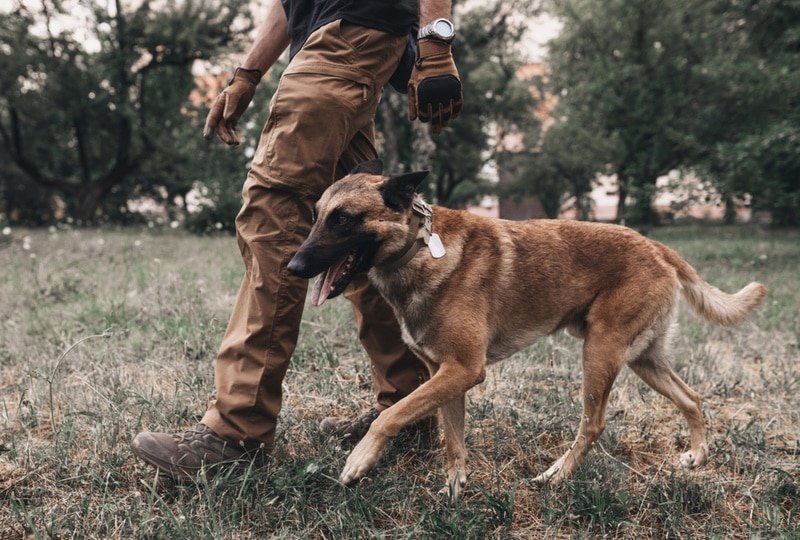 How to Train Belgian Malinois: Essential Tips for Success