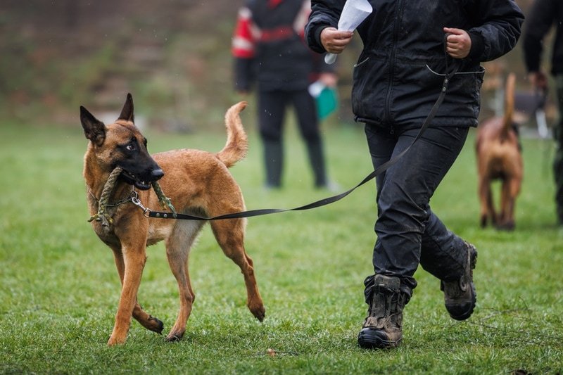 How to Train Belgian Malinois: Essential Tips for Success
