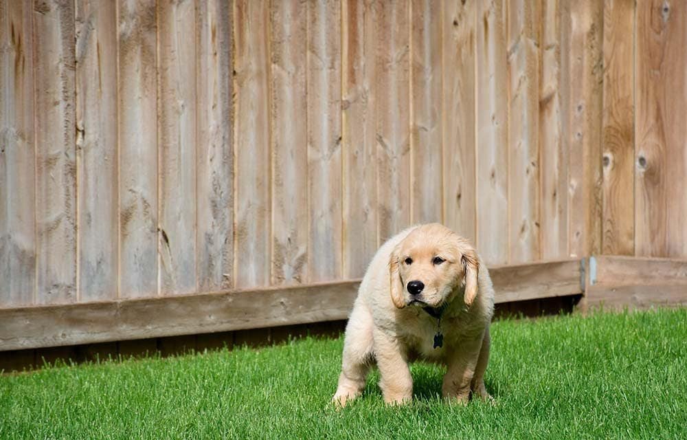 Introduction to Potty Training for Golden Retrievers: Key Strategies for Success